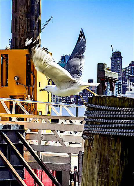Seagull Taking Flying Along East River Waterfront