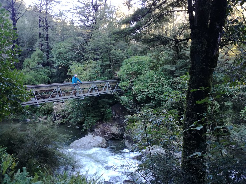 forest walk near Sharplin Falls Track