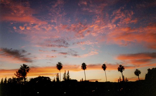 sunset sky silhouette palm palmtree caltech pasadena ca california film scanned