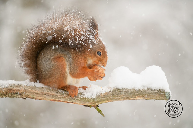 red squirrel is holding an walnut during snow