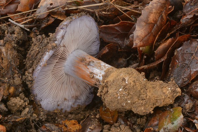 Blue-colored Cortinarius mushroom - but what kind?