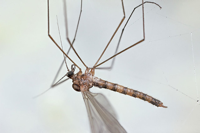 Small cranefly caught in a spider's web #3