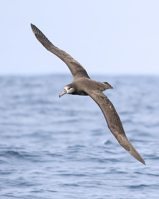 Banking Black-footed Albatross