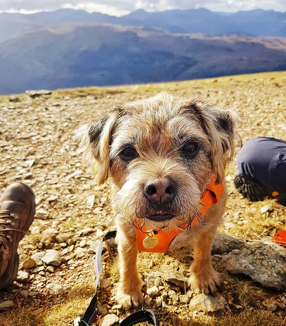 Bow on Helvellyn - Oct 2018 - Where Next Dad?