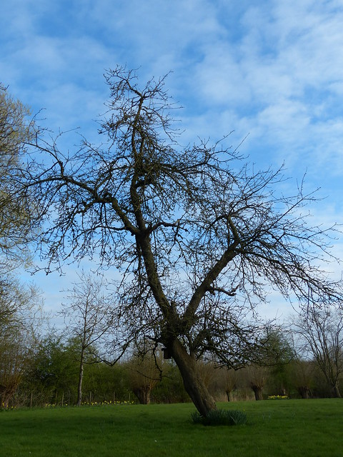 Old Apple Tree With Nest Box