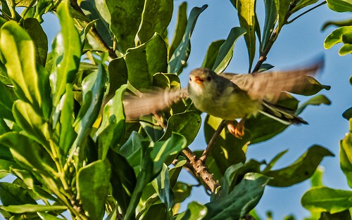 birds buffbelliedwarbler kazingachannel places queenelizabethnp uganda warblers