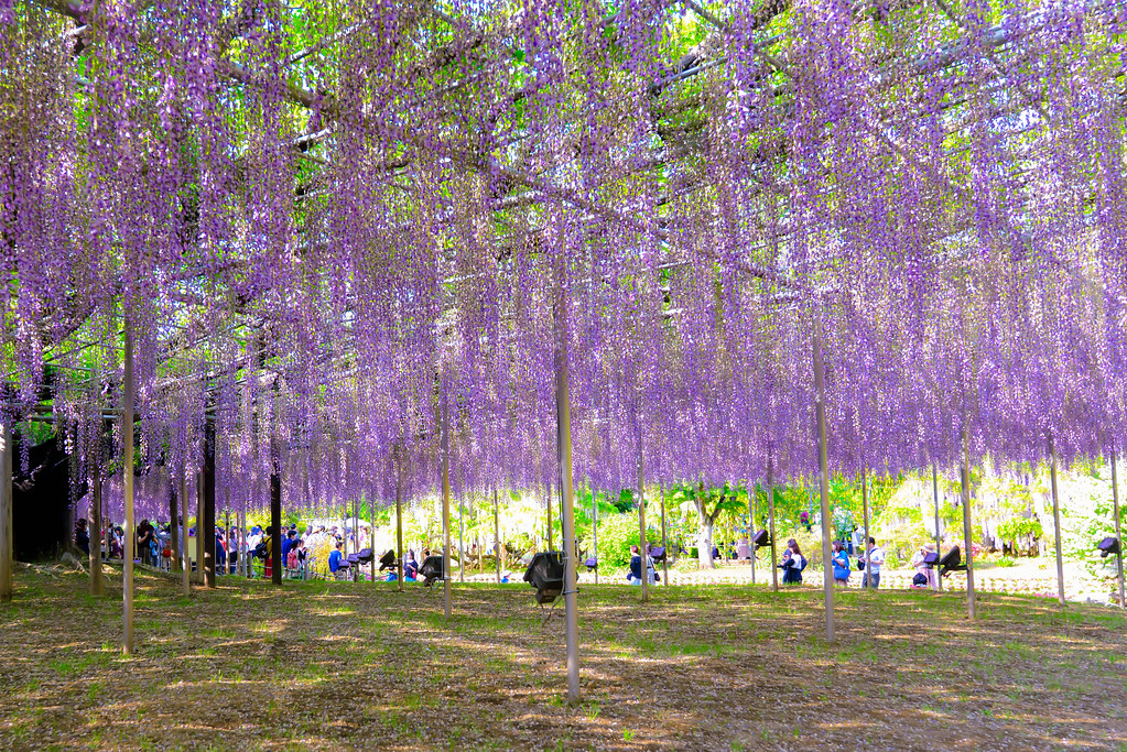 Great Wisteria Festival, Ashikaga Flower Park , Japan 足利花卉公園