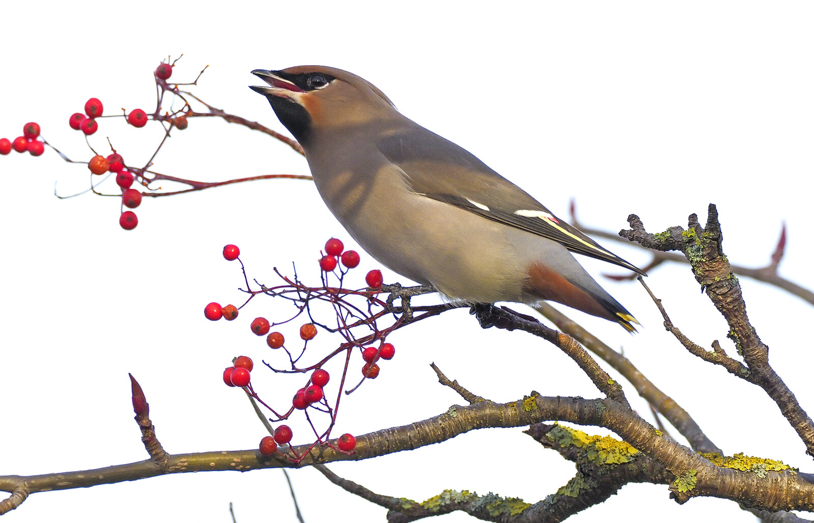 Waxwing  -  these were difficult little devils