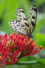 Ricepaper butterfly