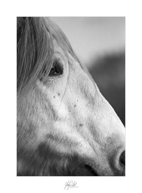 Up close horse profile