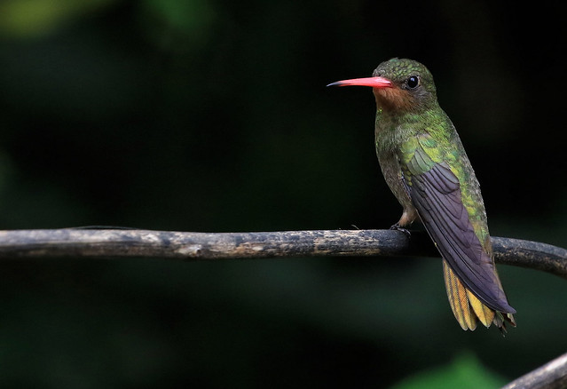 Saphir à queue d'or - Jardín de picaflores/Iguazú/Misiones/Argentina_20171108_e9292