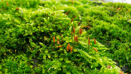Verdant moss with sporophytes