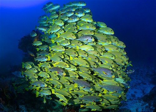 Raja Ampat