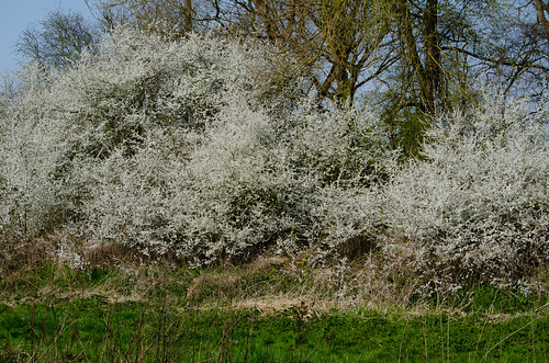 Blackthorn over the Penk, flowers opening