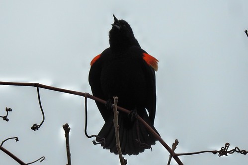 #68 Red-winged Blackbird