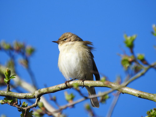 Chiffchaff DSCN6343 | by ianpreston