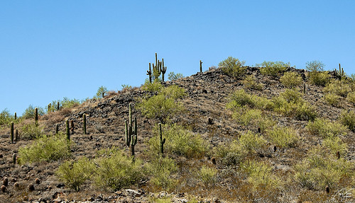 the fools on hill az arizona cactus cacti driverpic