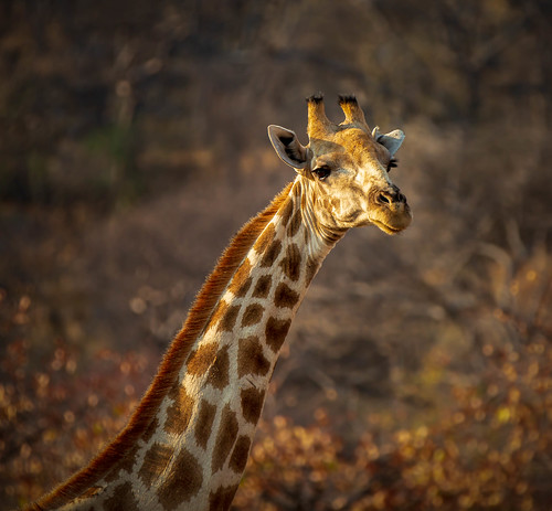 africa bokeh eyecontact sophienhof face namibia giraffe regal neck wildlife animal kuneneregion na