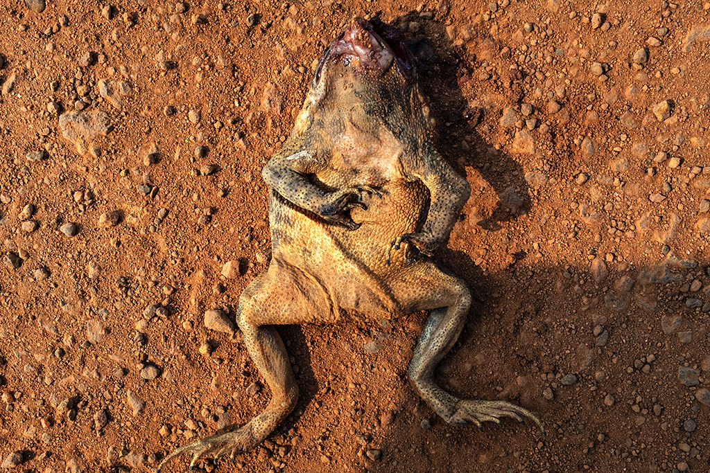 Dead frog on dirt road--Ea Kly
