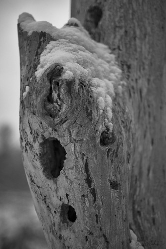 nature birdhouse snow tree
