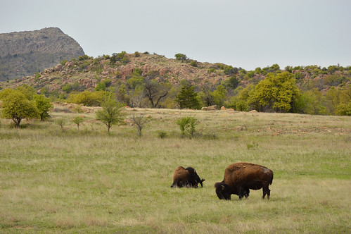 wichitamountains wildlife refuge buffalo bison mountains lawton ok 2019 april oklahoma wichitamountainswildliferefuge