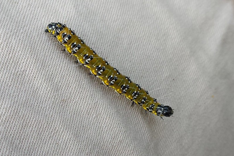 A long, thin greenish-yellow caterpillar. It has hairs sticking out of black-and-white spots along both sides of the length of its body.