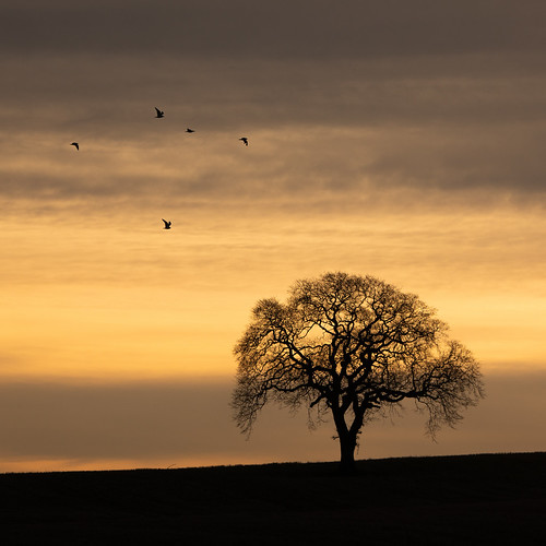 aberdeen aberdeenshire potterton tree sunrise sunset silhouette nature red scotland sky canon canon5d eos
