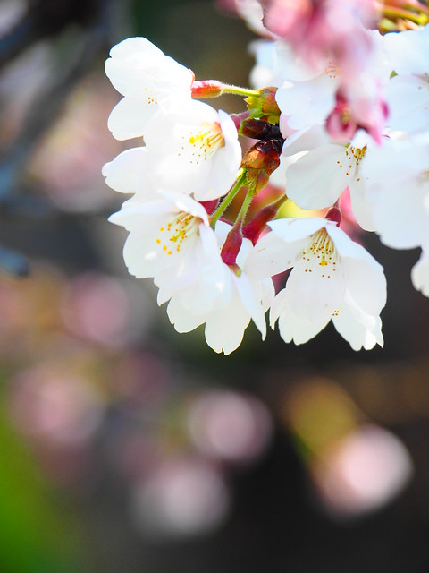 Cherry blossom in Spring day