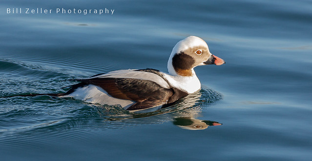 Long-Tailed Duck, Manasquan Inlet, New Jersey