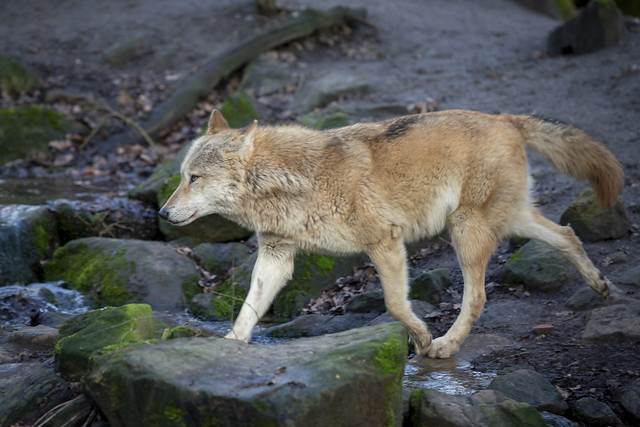 Wolf - Wölfe