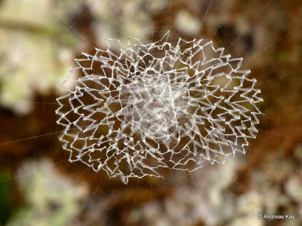 Web of a Writing spider, Argiope sp.