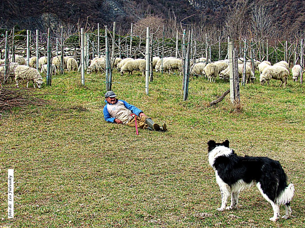 The good shepherd and the faithful dog. .-  Il buon pastore e il suo cane fedele.