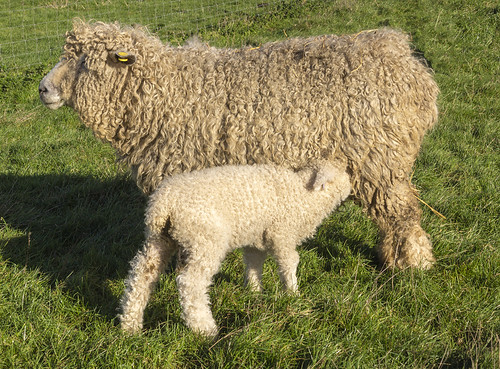 Lincoln Longwool Sheep and Lamb