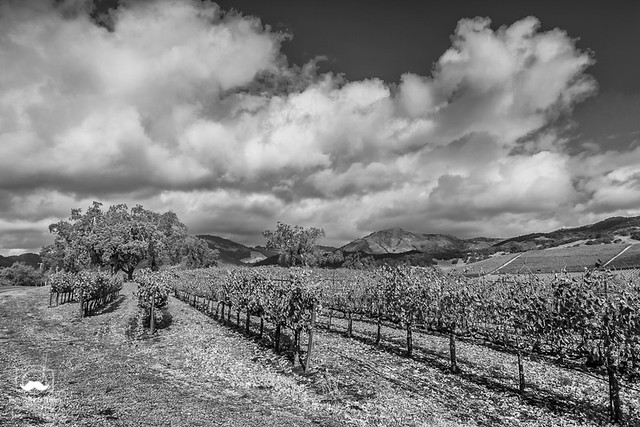 Oaks in the Vineyard