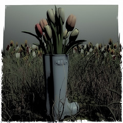 flowers tulips @ Nates