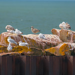 Gulls, Herring Herring gulls, Lake Superior.