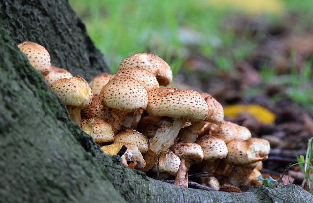 Honey Fungus (Armillaria spp.) on a Beech