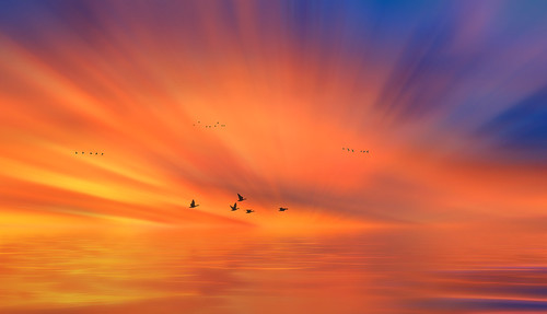 light rays sunrise beams colors colorful birds flying flight
