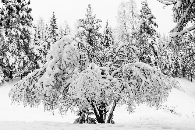 Fresh snow covering a tree.