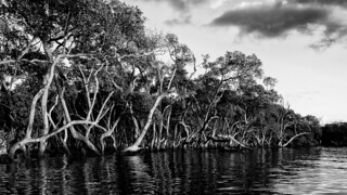 Reflective Mangroves