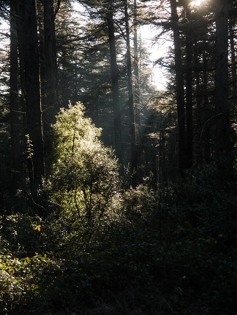 Forêt de cèdres