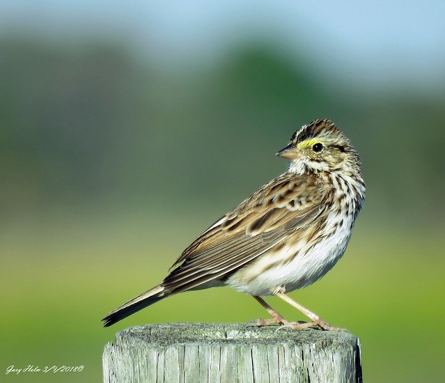 One Of The Most Numerous Songbirds In North America