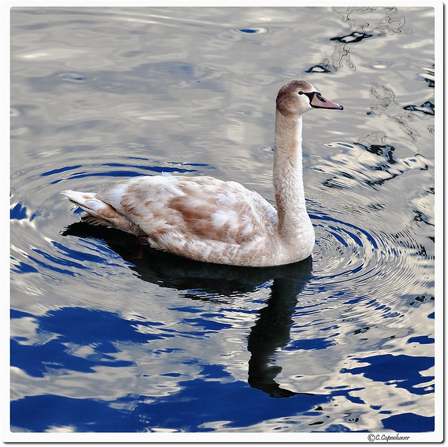 Adolescent Mute Swan
