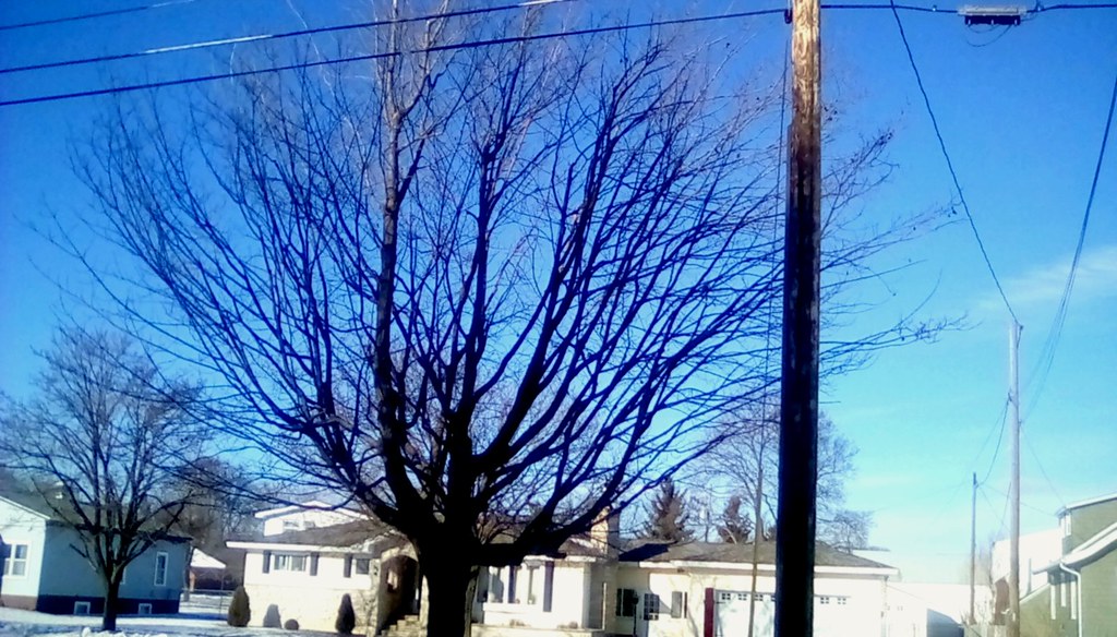 Maple tree in January! - TMT