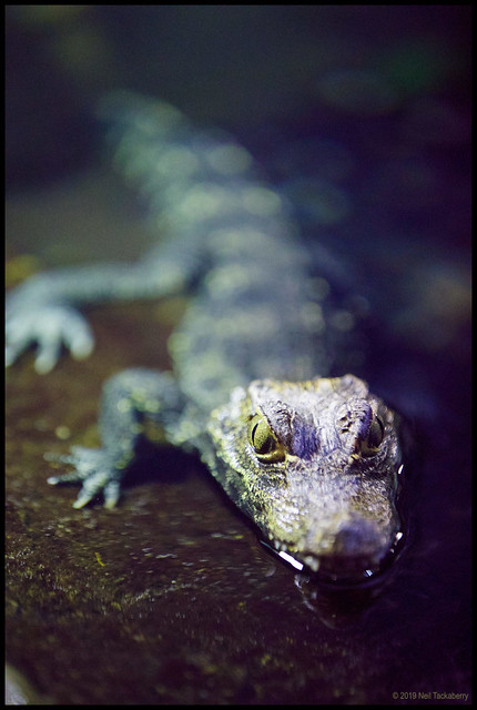 african dwarf crocodile