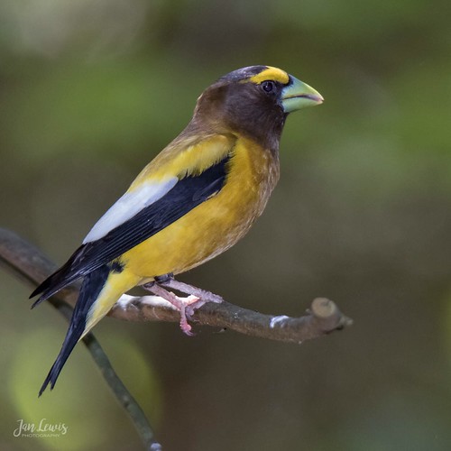 Evening Grosbeak | by jklewis4