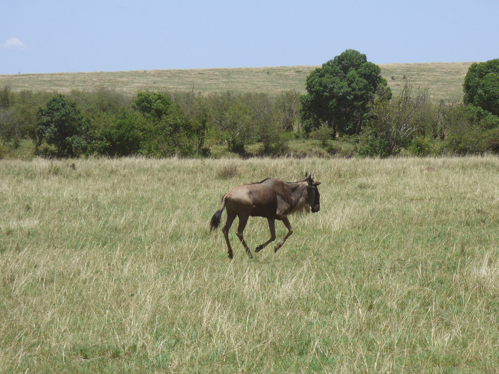 Blue wildebeest migration, Masai Mara