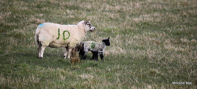 The first lambs