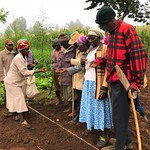 AVCD Meru Cecinta Nduru is considered to be a potato expert by fellow farmers in Meru County, Kenya. As a Decentrlaized seed multiplier, she not only supplies certified seed to the farmers but also trains them  on how to boost potato production. 

&lt;a href=&quot;https://cipotato.org/media/farming-success-potatoes-kenya/&quot; rel=&quot;noreferrer nofollow&quot;&gt;Learn more here&lt;/a&gt;

Photo by V. Atakos (CIP-SSA)