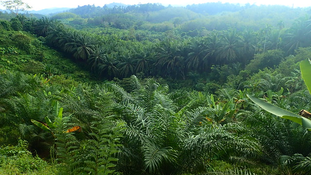 Palmoil plantage